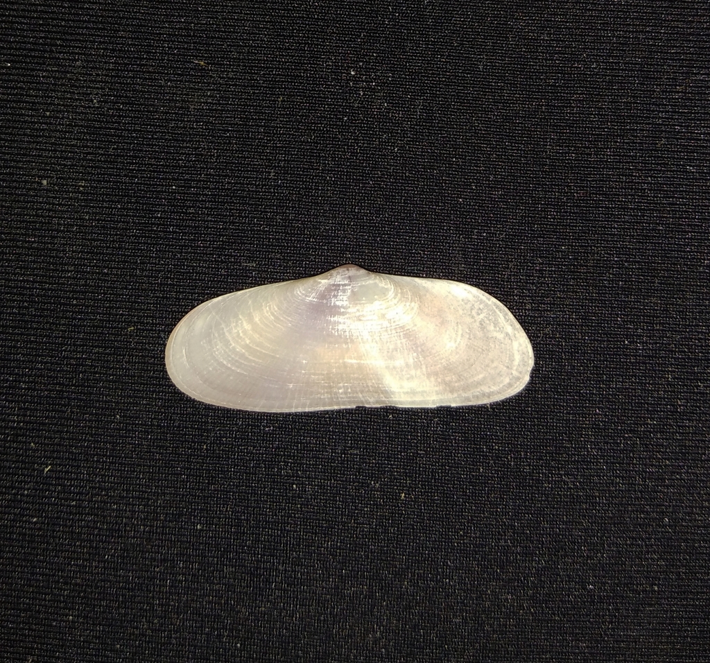Donax kindermanni