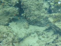 Chaetodon madagaskariensis