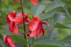 Erythrina crista-galli