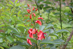 Erythrina crista-galli