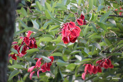 Erythrina crista-galli