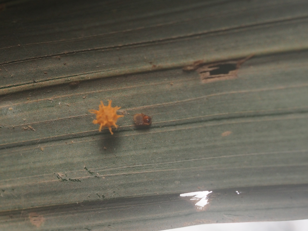 Euryopis galeiforma (Euryopis galeiforma)