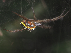 Cyrtophora cylindroides