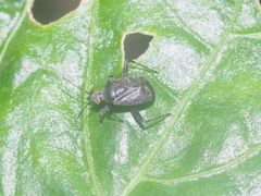 Proboscidocoris malayus