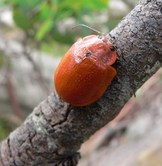 Paropsis augusta