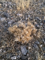 Dasyochloa pulchella