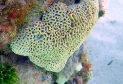 Holopsamma laminaefavosa