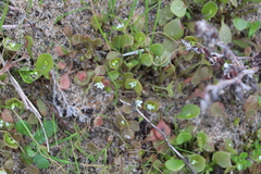 Claytonia rubra