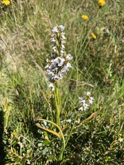 Prasophyllum suttonii