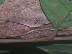 Heteropoda ocyalina