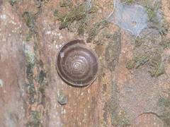 Trochomorphidae