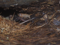 Tytthoscincus temmincki