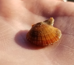 Crassadoma gigantea