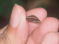 Trochomorphidae