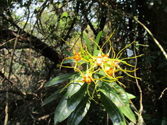 Strophanthus speciosus