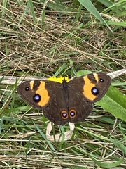 Tisiphone abeona albifascia