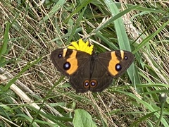 Tisiphone abeona albifascia