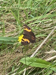 Tisiphone abeona albifascia