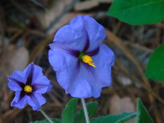 Lycianthes moziniana