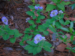Lycianthes moziniana
