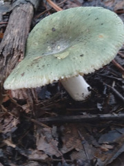 Russula subgraminicolor