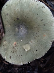 Russula subgraminicolor