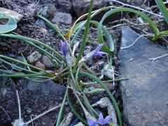 Romulea ligustica image