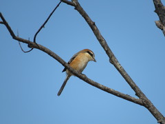 Lanius bucephalus bucephalus