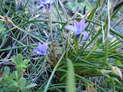 Romulea ligustica image