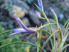 Romulea ligustica image