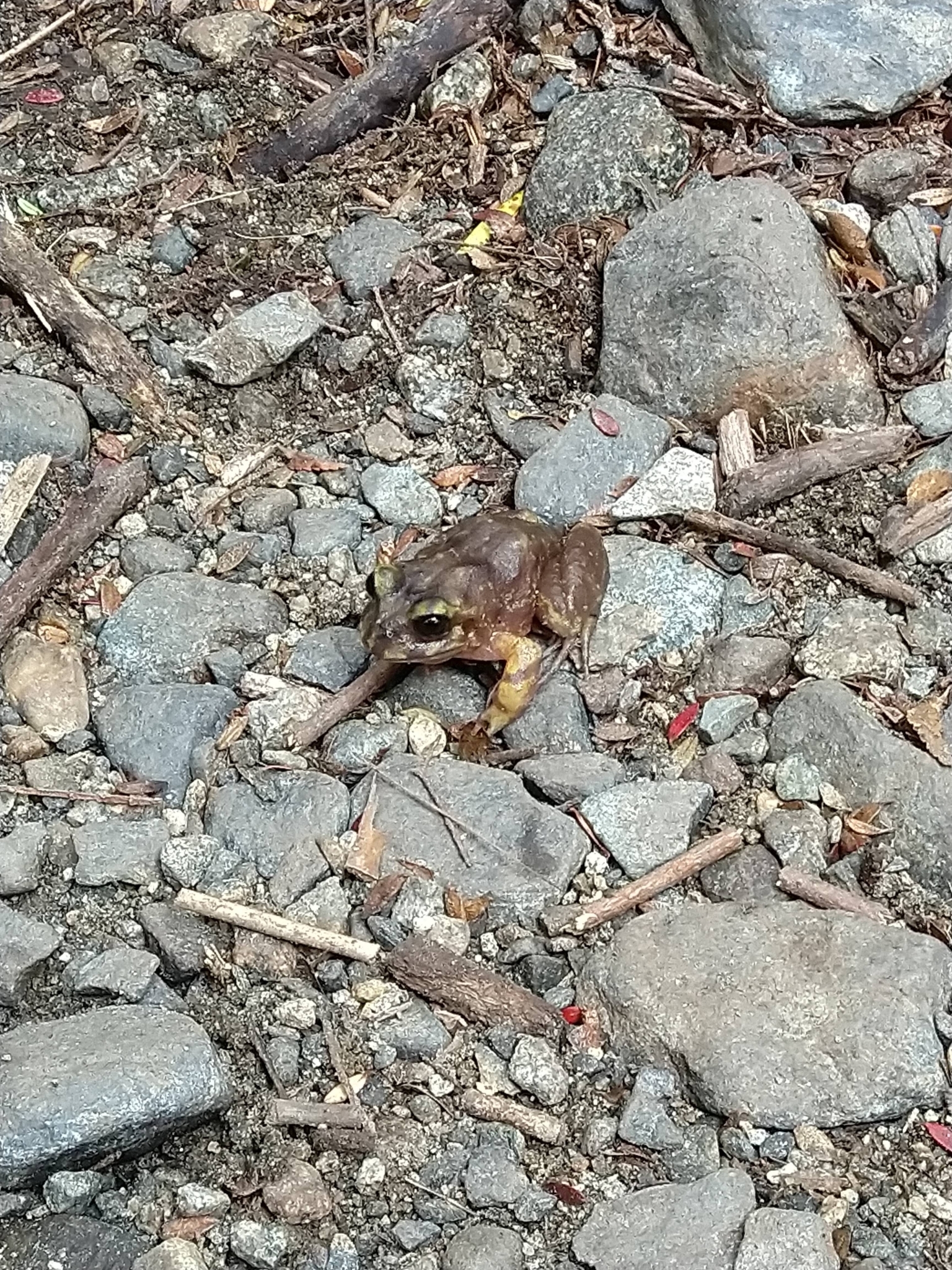Eupsophus emiliopugini Formas, 1989