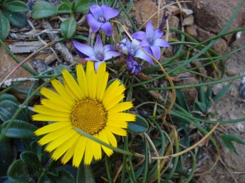 Romulea ligustica image