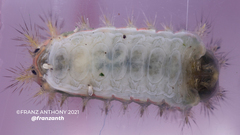 Limacodidae