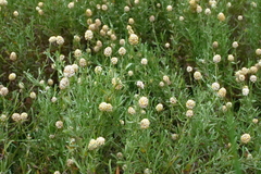 Calocephalus lacteus