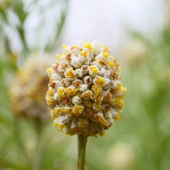 Calocephalus lacteus