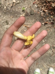 Tabernaemontana donnell-smithii