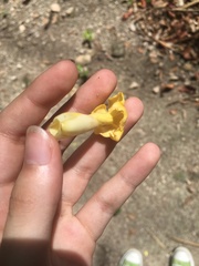 Tabernaemontana donnell-smithii