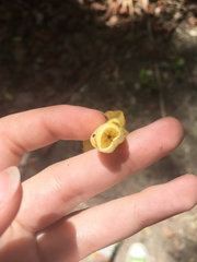 Tabernaemontana donnell-smithii