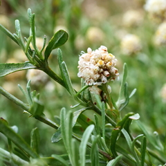 Calocephalus lacteus