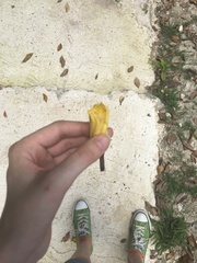 Tabernaemontana donnell-smithii