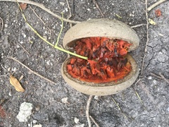 Tabernaemontana donnell-smithii