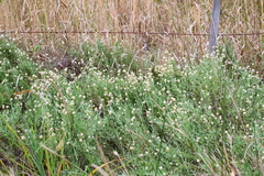 Calocephalus lacteus