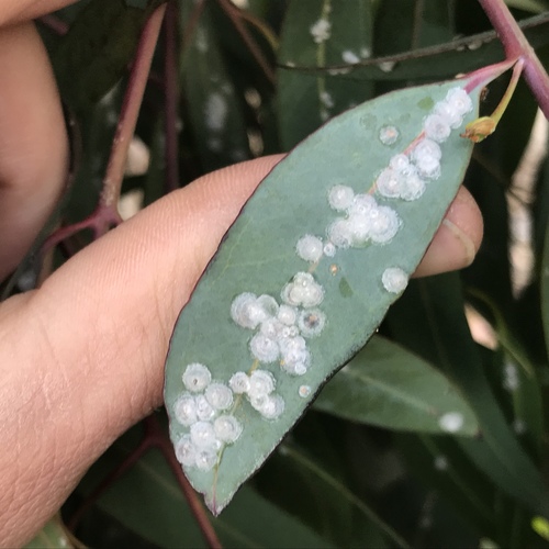 Red Gum Lerp Psyllid