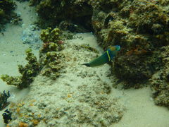 Thalassoma hebraicum