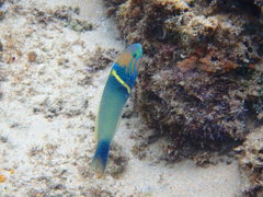 Thalassoma hebraicum