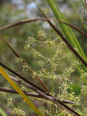 Lomandra decomposita