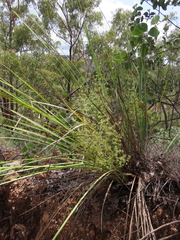 Lomandra decomposita