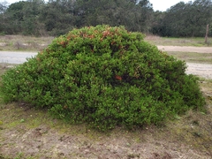 Arctostaphylos hookeri hookeri