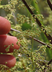 Lomandra decomposita