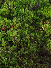 Arctostaphylos hookeri hookeri